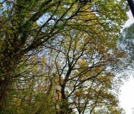 DSC_2641_DxO